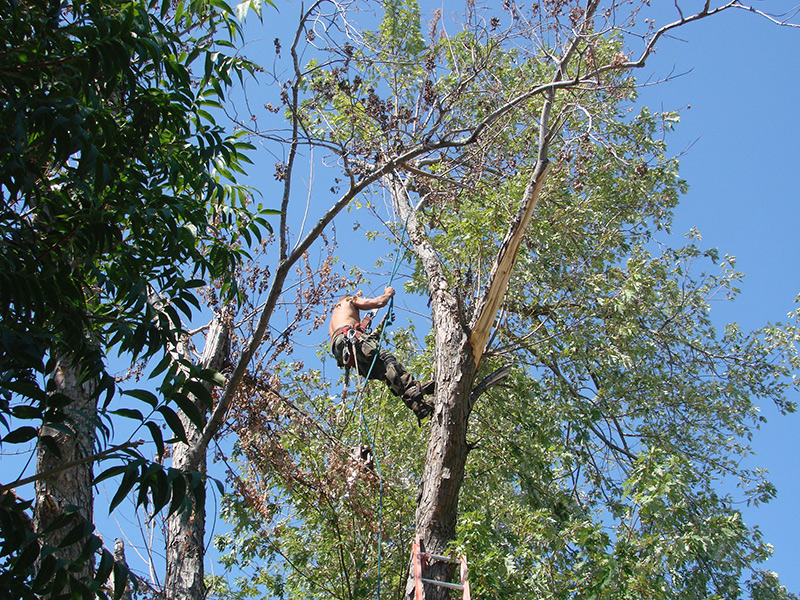 Rickert-Tree-Climb--(2)