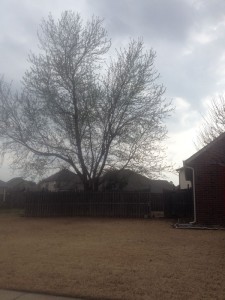 Removing a Maple Tree in Owasso Oklahoma