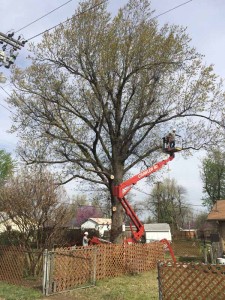 Tulsa Tree Repair and Storm Restoration Pruning
