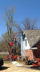 Tree Removal in Broken Arrow - Silver Maple