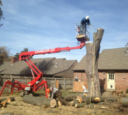 5844 E. 58th:Dying Maple Tree Removal