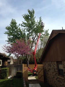 In progress Maple tree trimming and sucker cleaning in Tulsa