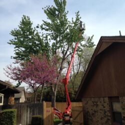 In progress Maple tree trimming and sucker cleaning in Tulsa