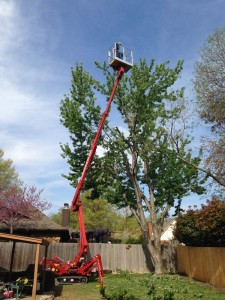 In Progress Maple tree trimming and sucker cleaning in Tulsa, Oklahoma