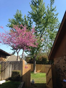 Maple tree trimming and sucker cleaning in Tulsa