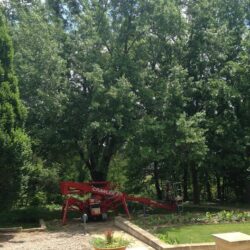 Philbrook Museum: Tree Pruning in Tulsa, OK