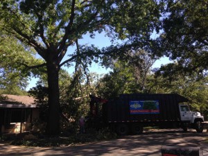 Rickert Tree Service Tree Removal