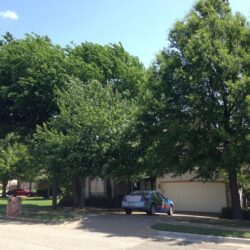 S Yellowood Ave- Tree Removal & Trimming Broken Arrow, OK