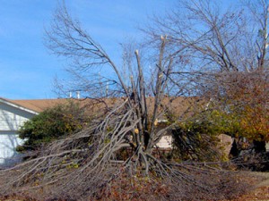 Recognizing Tree Damage