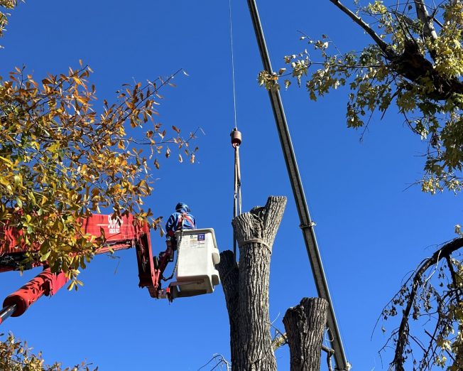 Rickert Landscaping & Tree Service - Tree Removal Tulsa