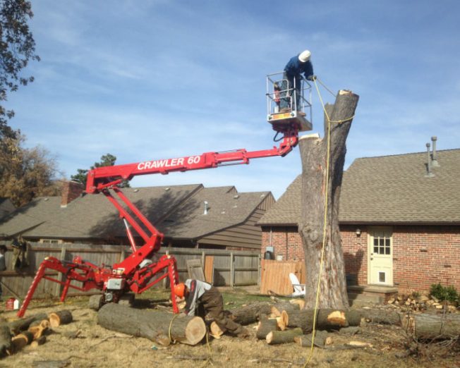 Dying Maple Tree Removal