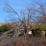 Different Forms of Tree Damage