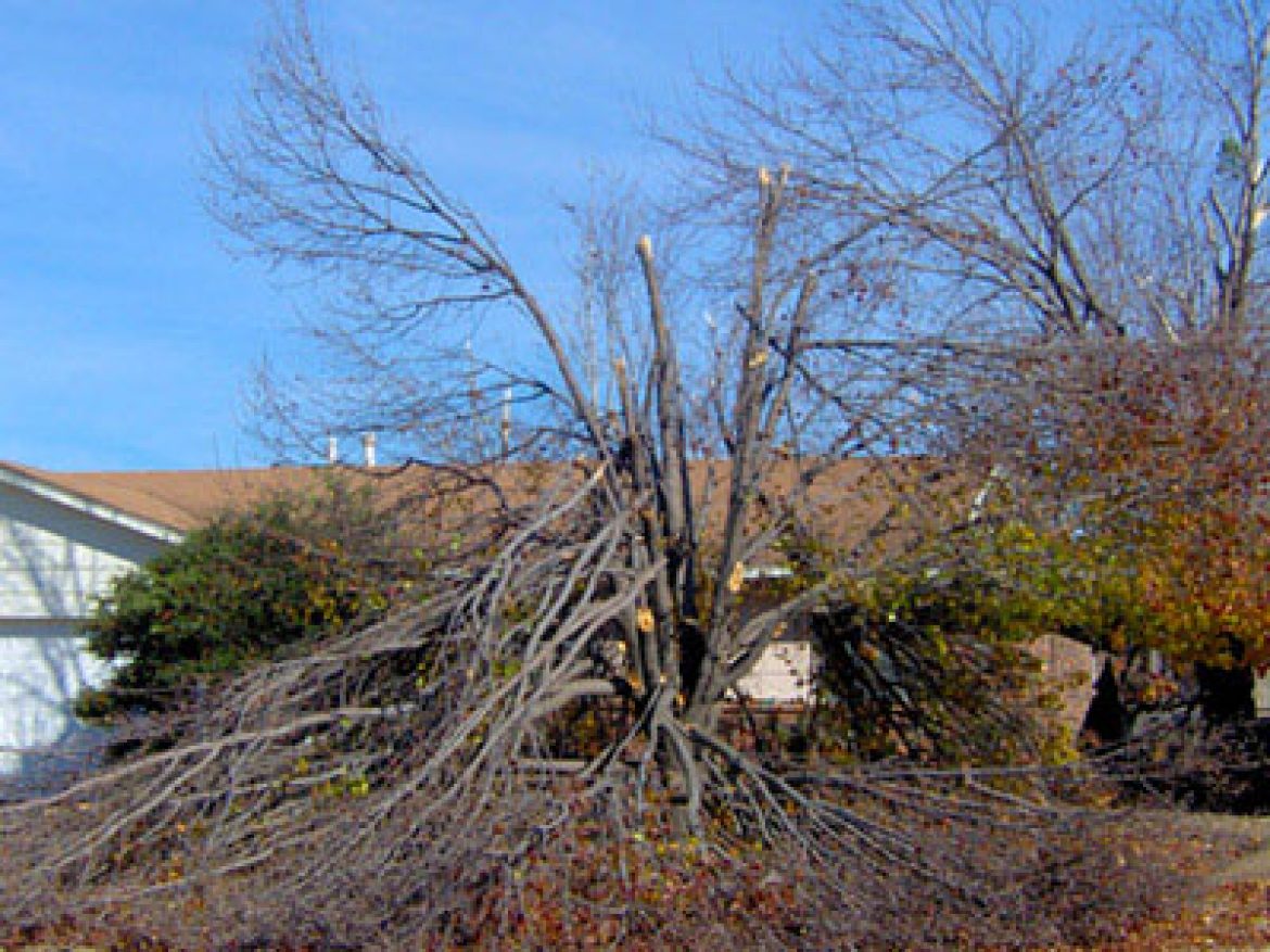 Different Forms of Tree Damage