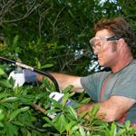 What Is A Certified Arborist?