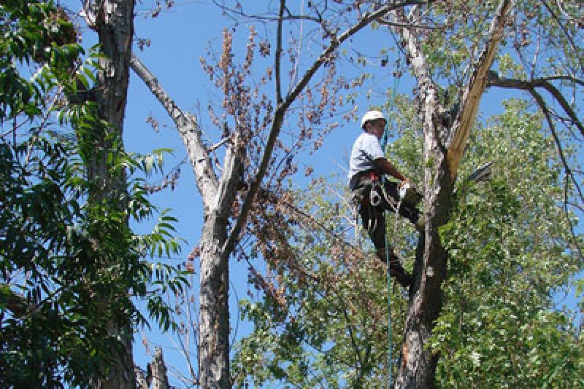 Protect Your Tulsa Home By Trimming Your Trees
