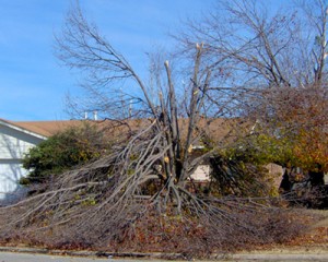 emergency-tree-removal-tulsa-ok