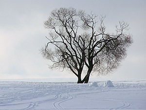rickert-tree-services-winter