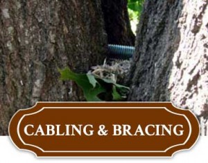 Tree Cabling & Bracing in Tulsa
