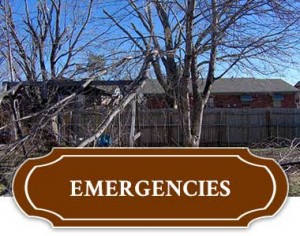 Emergency Tree Removal In Tulsa