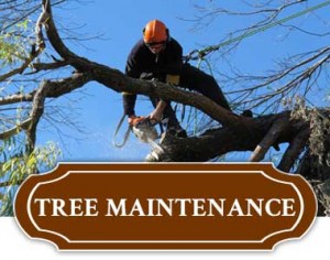 Tree Maintenance In Tulsa