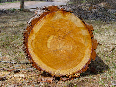 tree-removal-tulsa