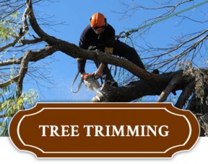 Tree Trimming Services - Tulsa