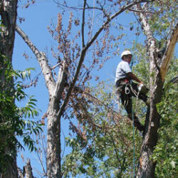 What Is An Certified Arborist?your Tulsa home